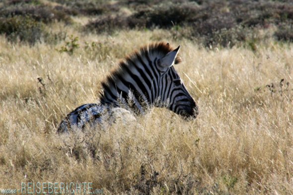Afrika Namibia Rundreise Zebra